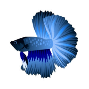 Electric Blue Betta